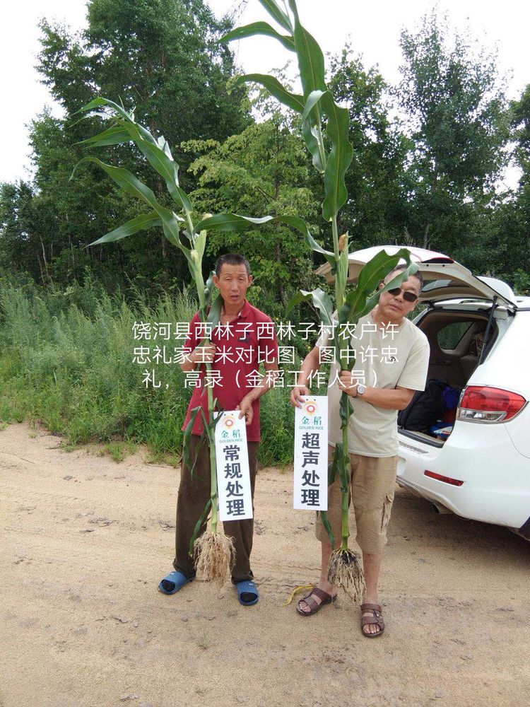 黑龍江雙鴨山市與佳木斯市的超聲波玉米、水稻種植田調查