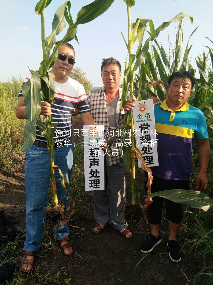 黑龍江雙鴨山市與佳木斯市的超聲波玉米、水稻種植田調查