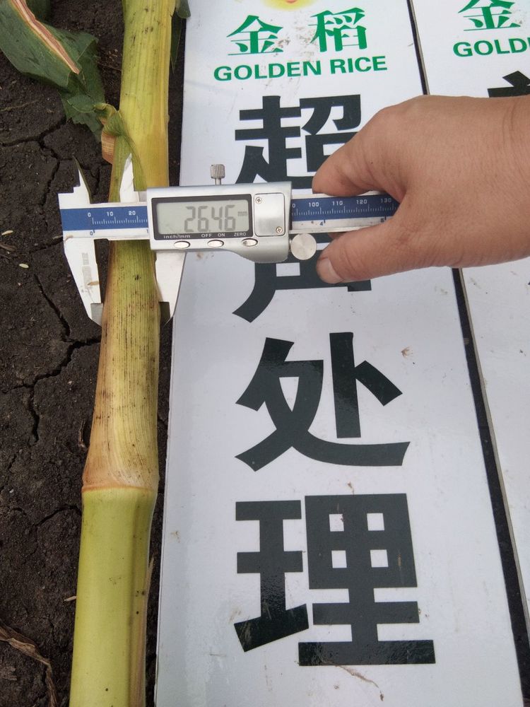 黑龍江雙鴨山市與佳木斯市的超聲波玉米、水稻種植田調查