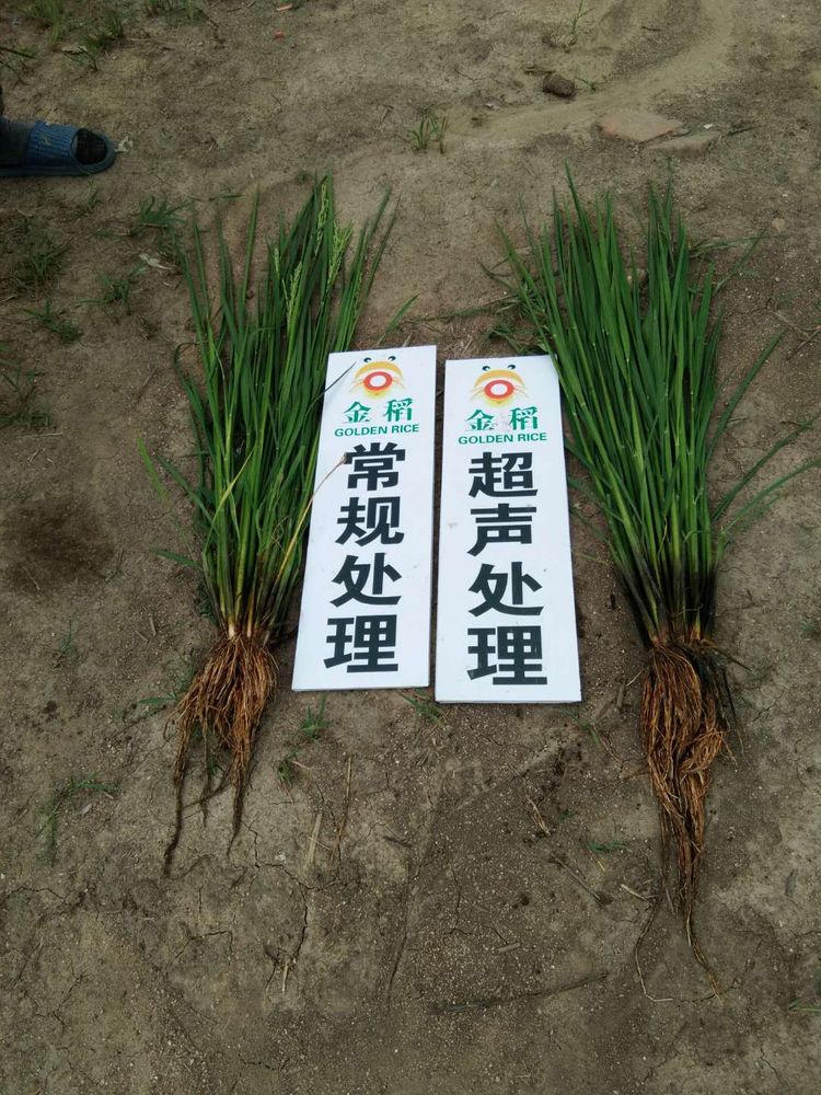 黑龍江雙鴨山市與佳木斯市的超聲波玉米、水稻種植田調查