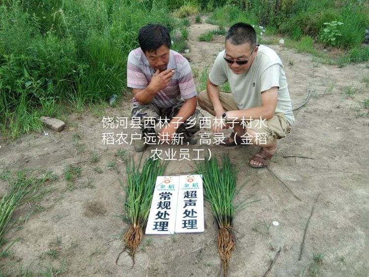 黑龍江雙鴨山市與佳木斯市的超聲波玉米、水稻種植田調查