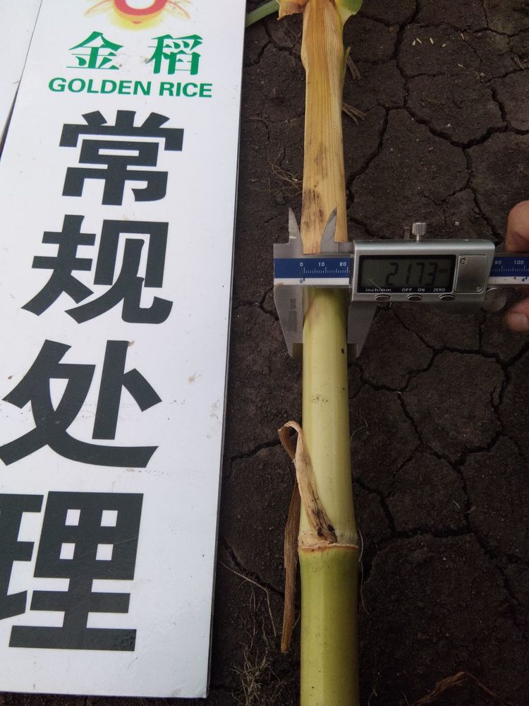 黑龍江雙鴨山市與佳木斯市的超聲波玉米、水稻種植田調查