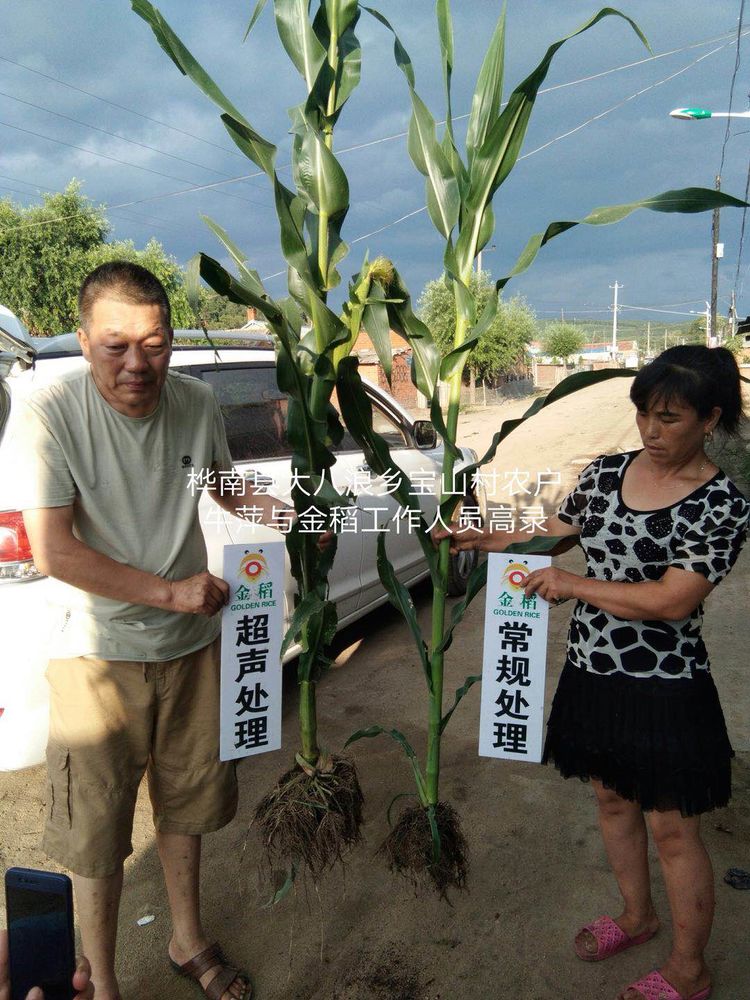 黑龍江雙鴨山市與佳木斯市的超聲波玉米、水稻種植田調查