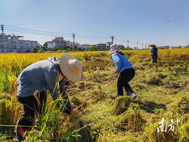 超聲種子增產(chǎn)預(yù)處理后，廣東興寧雙季絲苗香米突破畝產(chǎn)1446.18公斤，再創(chuàng)世界紀(jì)錄！